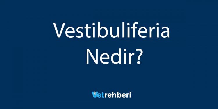 Vestibuliferia Nedir?