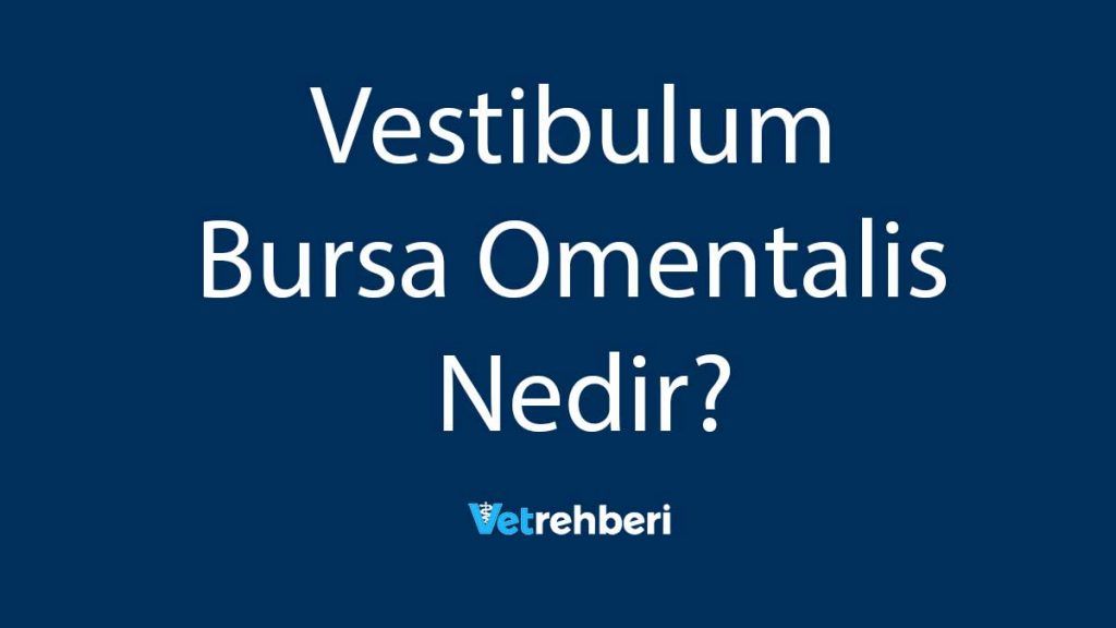 Vestibulum Bursa Omentalis Nedir?