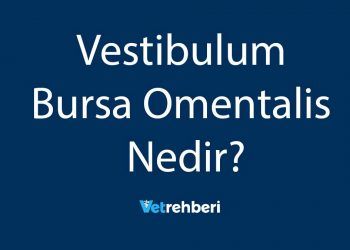 Vestibulum Bursa Omentalis Nedir?