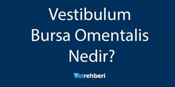Vestibulum Bursa Omentalis Nedir?