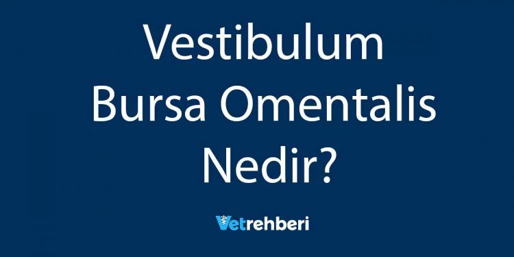 Vestibulum Bursa Omentalis Nedir?