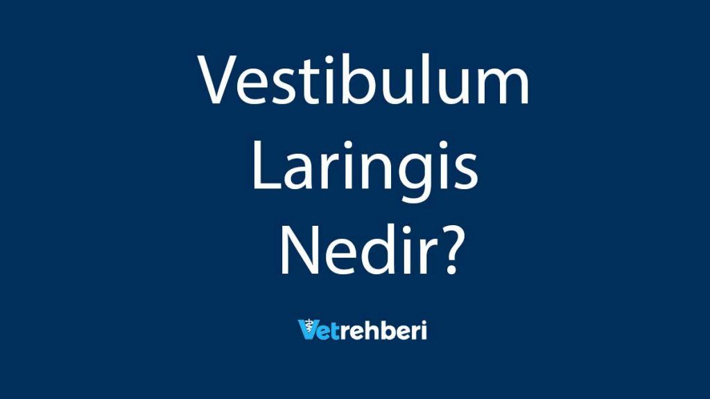 Vestibulum Laringis Nedir?