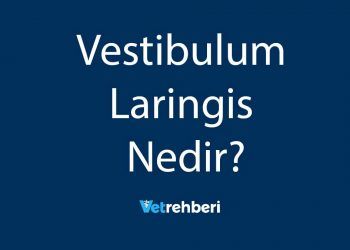 Vestibulum Laringis Nedir?