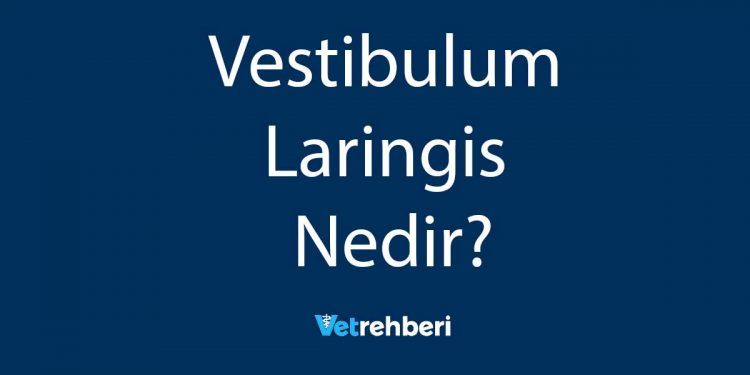 Vestibulum Laringis Nedir?