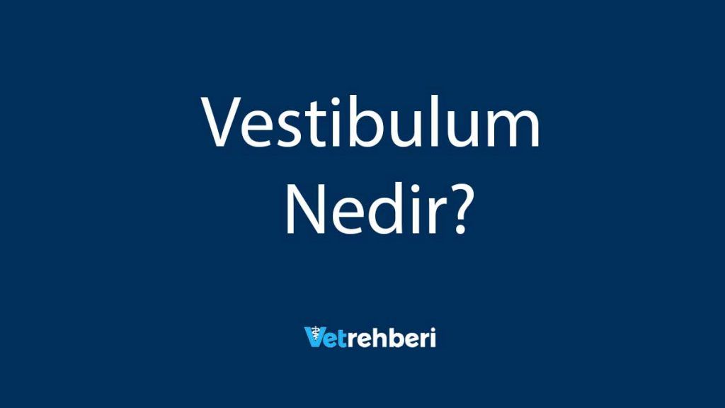 Vestibulum Nedir?