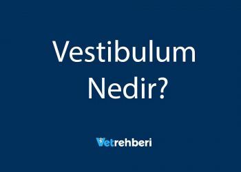Vestibulum Nedir?