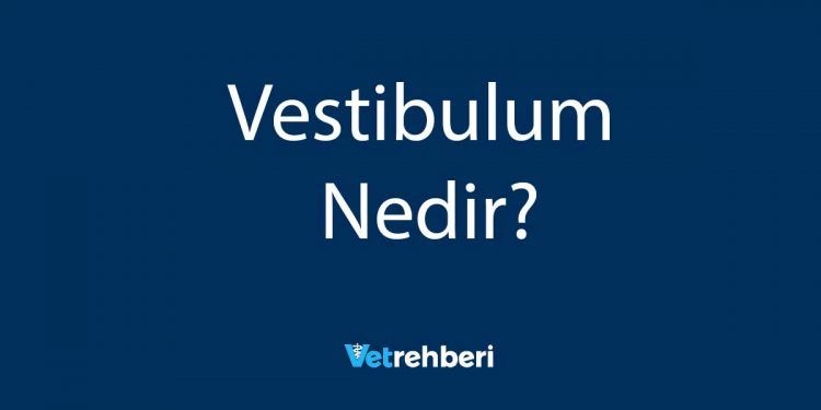 Vestibulum Nedir?