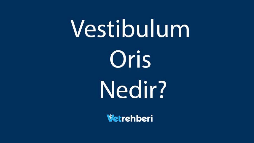 Vestibulum Oris Nedir?