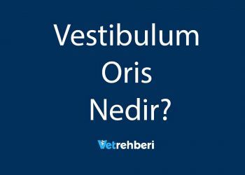 Vestibulum Oris Nedir?