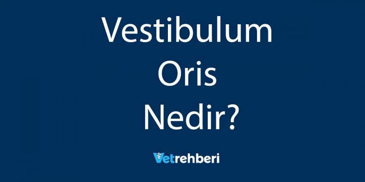 Vestibulum Oris Nedir?