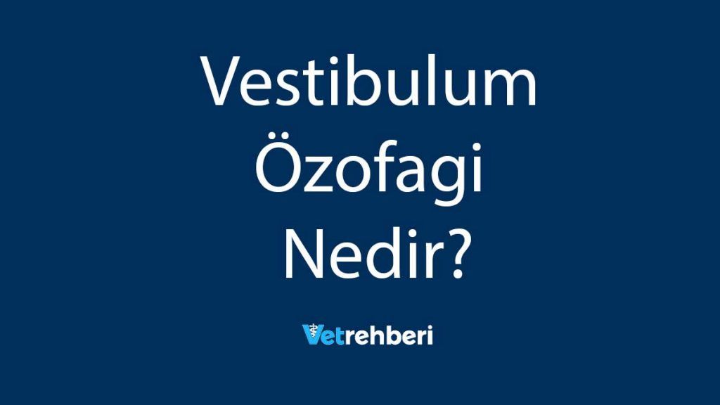 Vestibulum Özofagi Nedir?