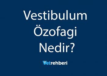Vestibulum Özofagi Nedir?