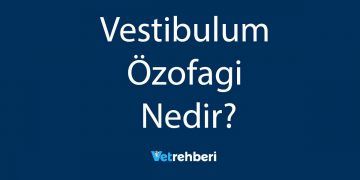 Vestibulum Özofagi Nedir?