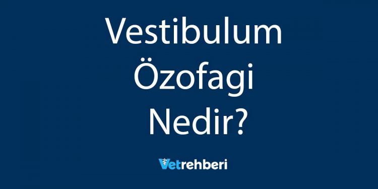 Vestibulum Özofagi Nedir?