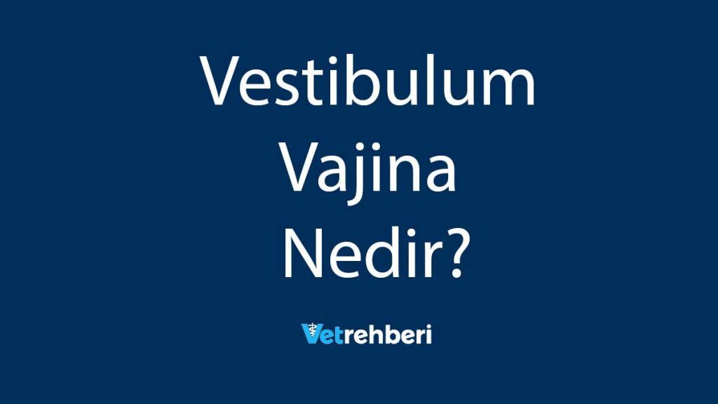 Vestibulum Vajina Nedir?