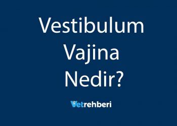 Vestibulum Vajina Nedir?