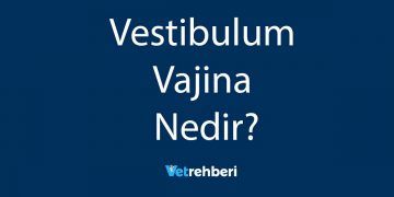 Vestibulum Vajina Nedir?