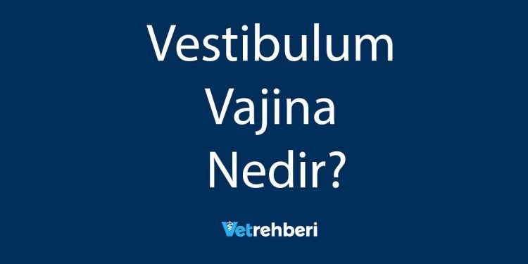 Vestibulum Vajina Nedir?