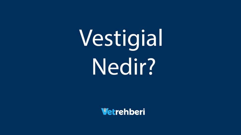 Vestigial Nedir?