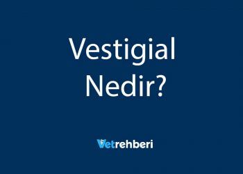 Vestigial Nedir?