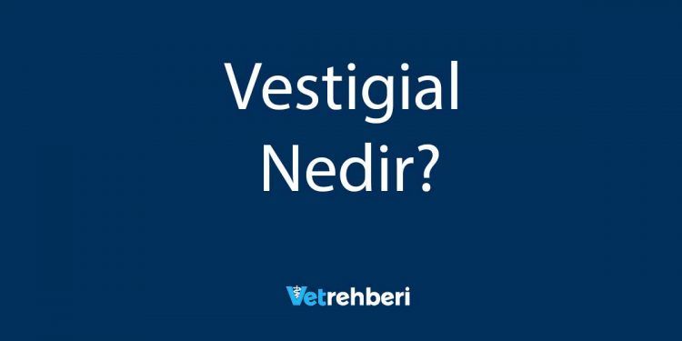 Vestigial Nedir?