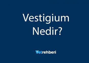 Vestigium Nedir?