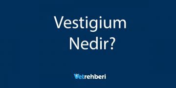 Vestigium Nedir?