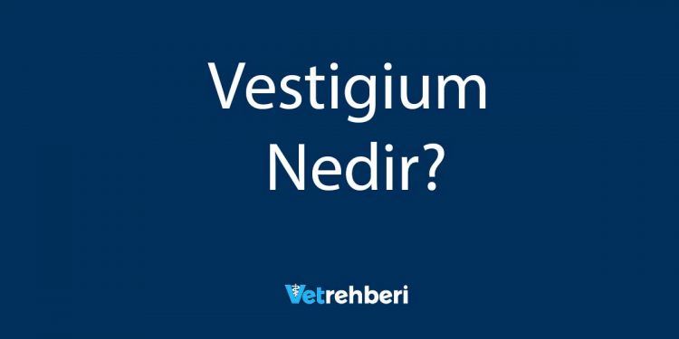 Vestigium Nedir?