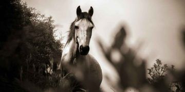 Atların Kalıtsal Kusurları