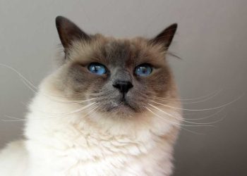 Birman Kedi Irkı ve Özellikleri