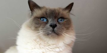 Birman Kedi Irkı ve Özellikleri