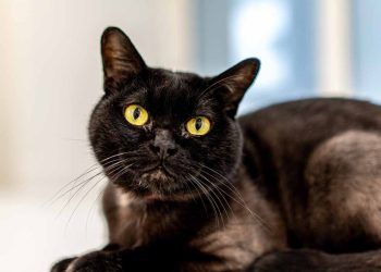 Bombay Kedi Irkı ve Özellikleri