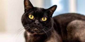 Bombay Kedi Irkı ve Özellikleri