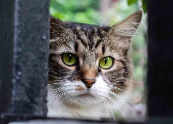 Brazilian Shorthair Kedi Irkı ve Özellikleri