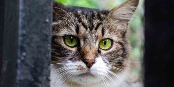 Brazilian Shorthair Kedi Irkı ve Özellikleri