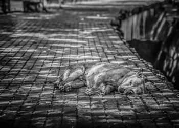 Evcilleştirilip İstenmeyen Canlar