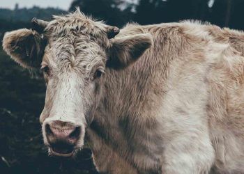 İneklerde Aşırı Salya