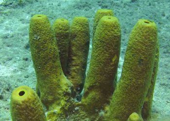 Kalp ve Beyni Olmayan Hayvan "Süngerler"