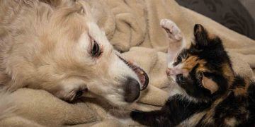 Kedi ve Köpeklerde Beslenme Farklılıkları