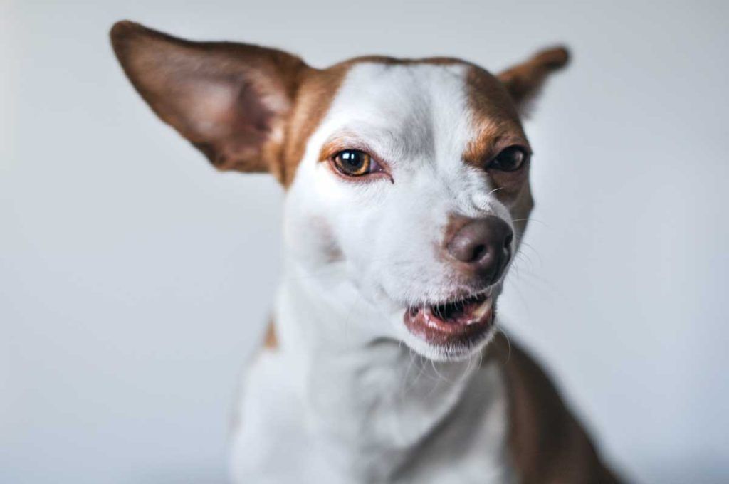 Kedi ve Köpeklerde Kuduz Hastalığı (Rabies)