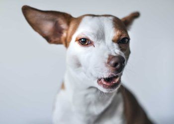 Kedi ve Köpeklerde Kuduz Hastalığı (Rabies)