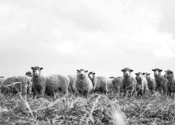 Koyunlarda Uyuz Hastalığı (Akariasis)