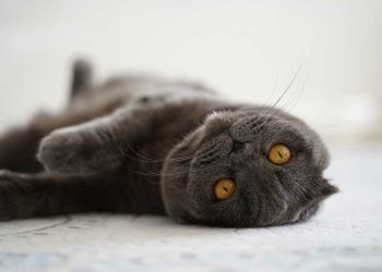 Scottish Fold Kedi Irkının Genetiğinin Bozuk Olduğunu Biliyor muydunuz?