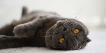 Scottish Fold Kedi Irkının Genetiğinin Bozuk Olduğunu Biliyor muydunuz?