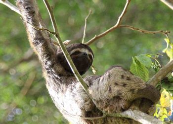 Tembel Hayvan (Sloth)