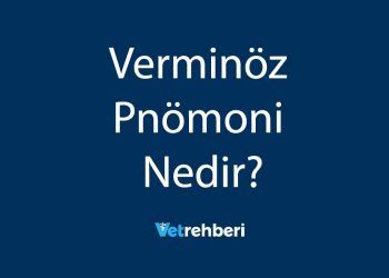 Verminöz Pnömoni Nedir?