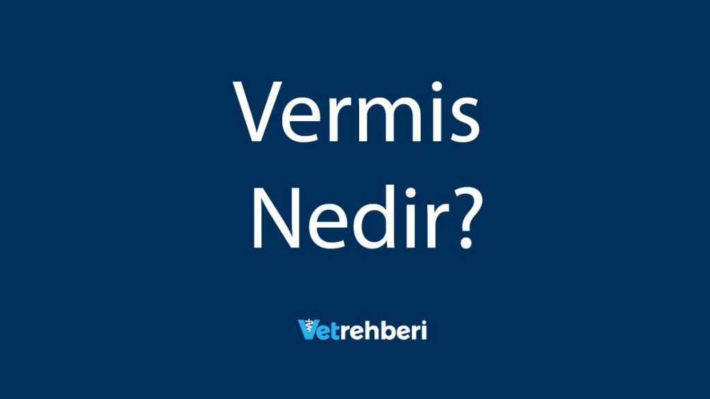 Vermis Nedir?