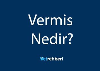 Vermis Nedir?