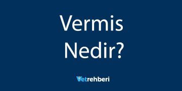 Vermis Nedir?