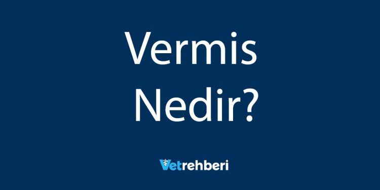 Vermis Nedir?